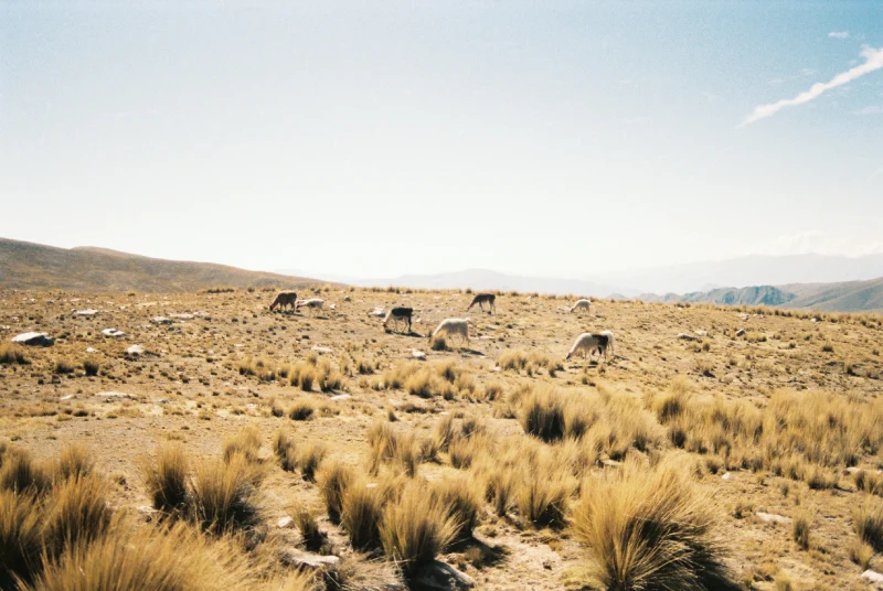 Bolivia Alpacas