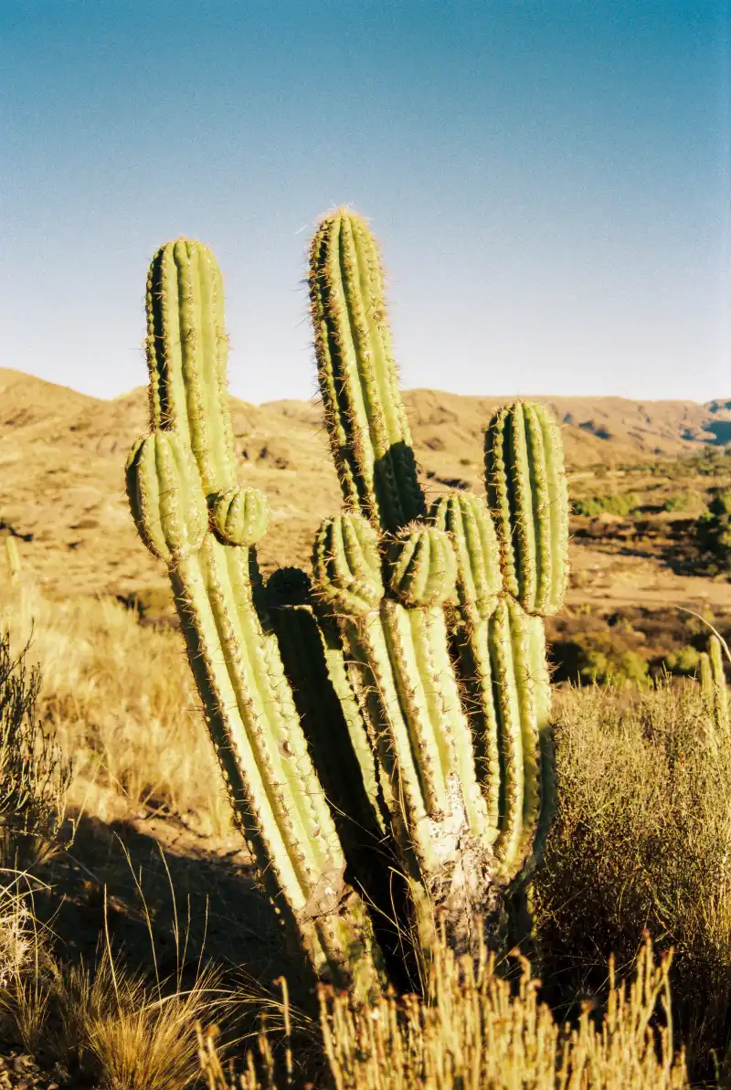 Bolivia cáctus