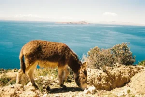 Isla del sol Burro