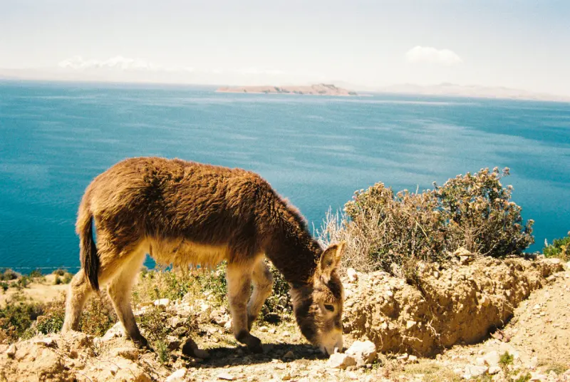 Isla del sol Burro